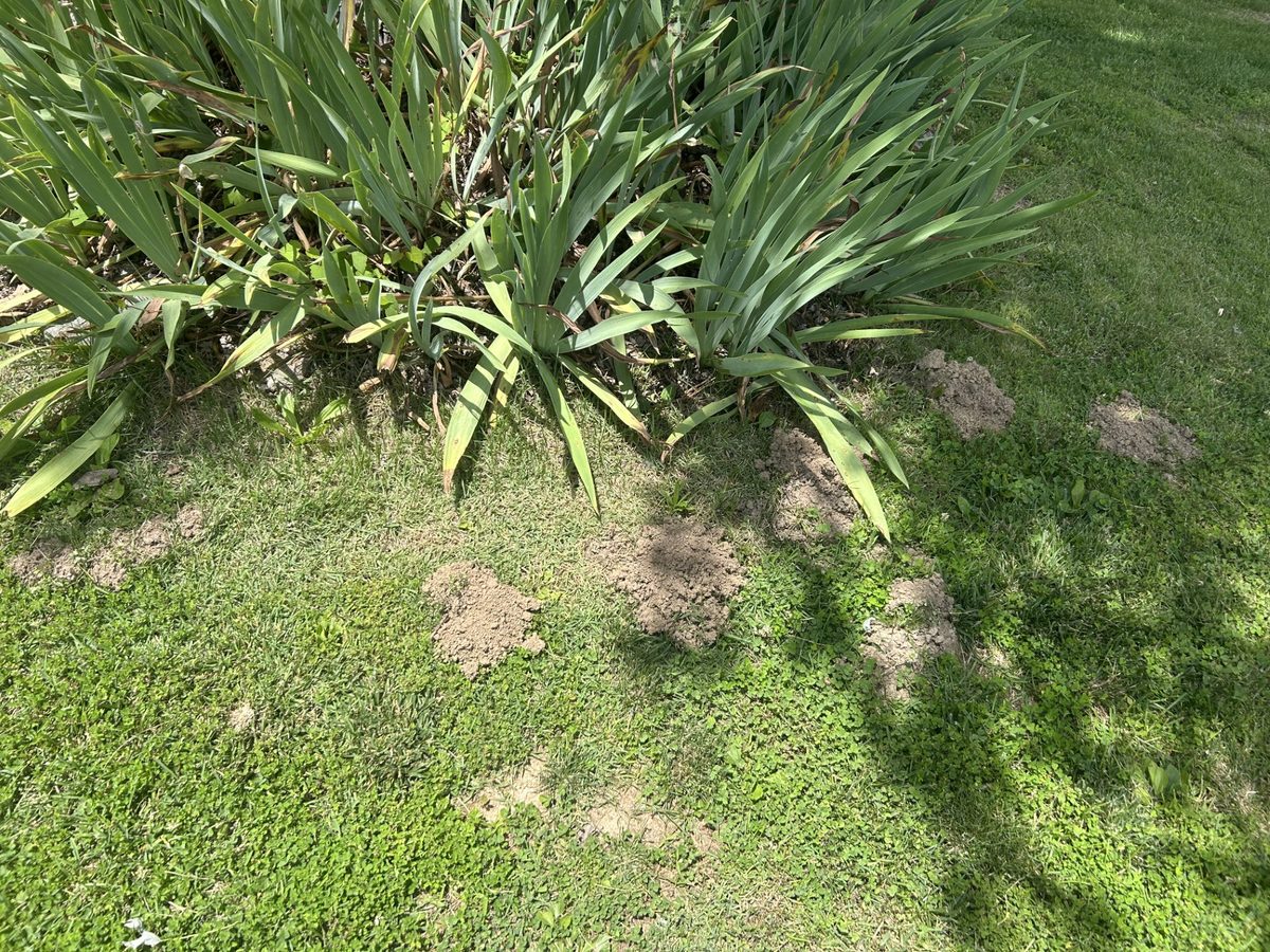 Mole mounds and tunnels damaging a lawn